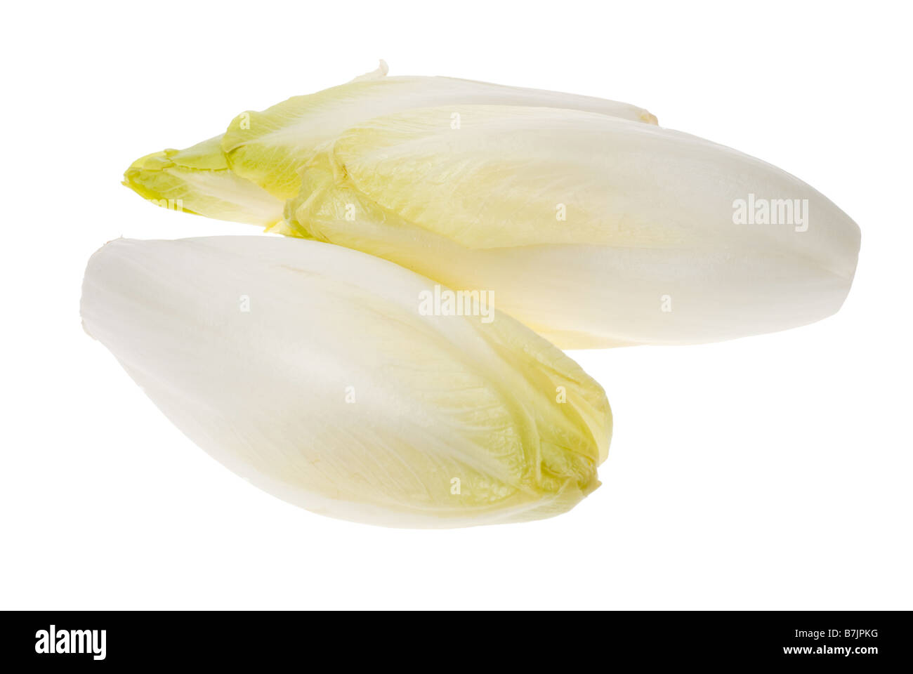 Endives fraîches isolées sur fond blanc Cichorium endivia Banque D'Images