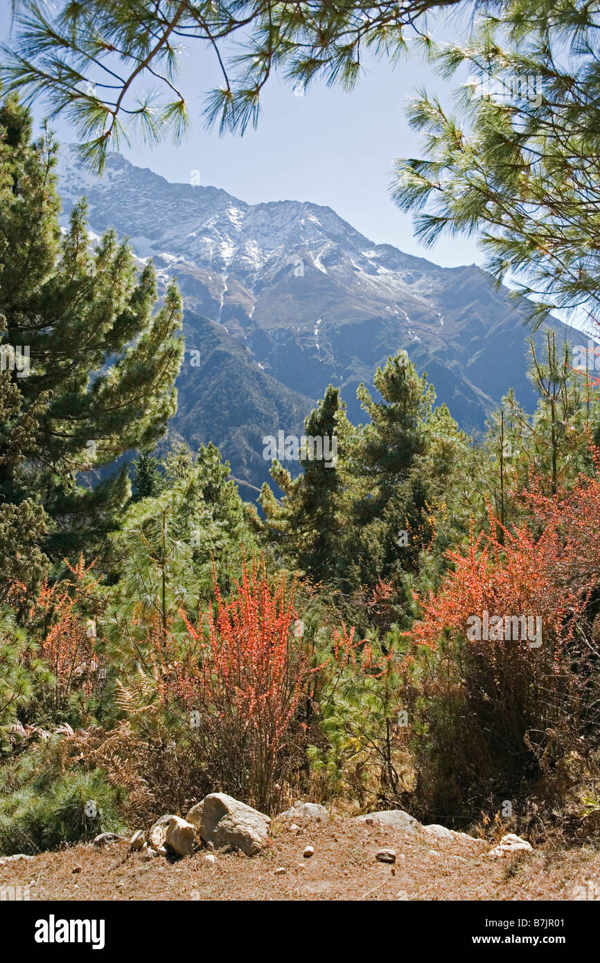 En face de la forêt de pin des Alpes et des montagnes majestueuses comme vu dans la région de la vallée de Khumbu Everest Site du patrimoine mondial au Népal Banque D'Images