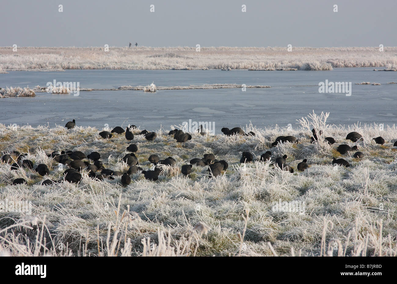 Alimentation foulques à terre, à des marais d'OARE sur un disque frosty matin gelé en Janvier Banque D'Images