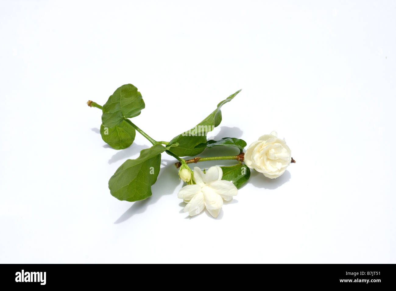 Fleurs de jasmin d'arabie sur fond blanc Banque D'Images