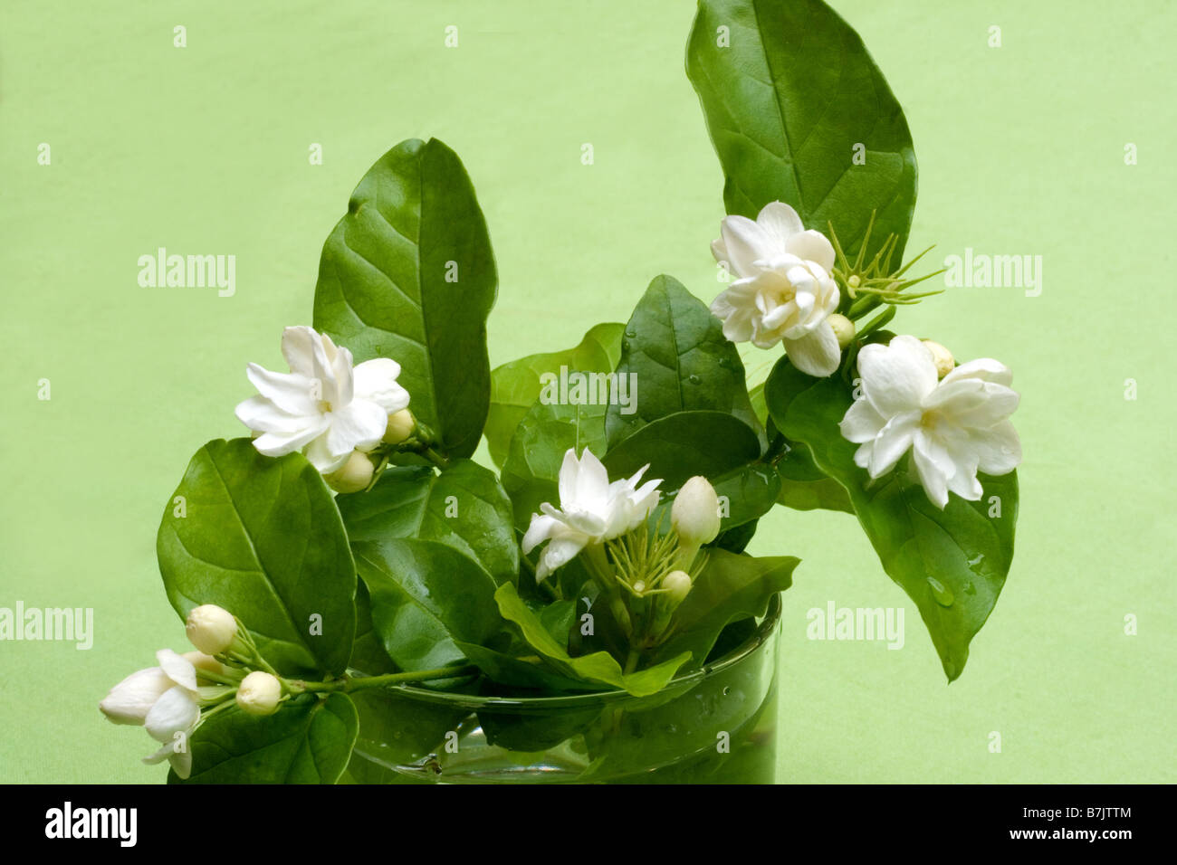 Fleurs de jasmin sur fond vert Banque D'Images