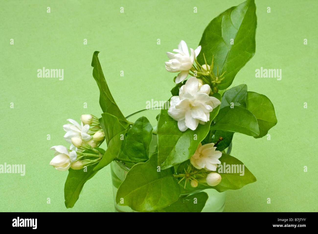 Fleurs de jasmin sur fond vert Banque D'Images