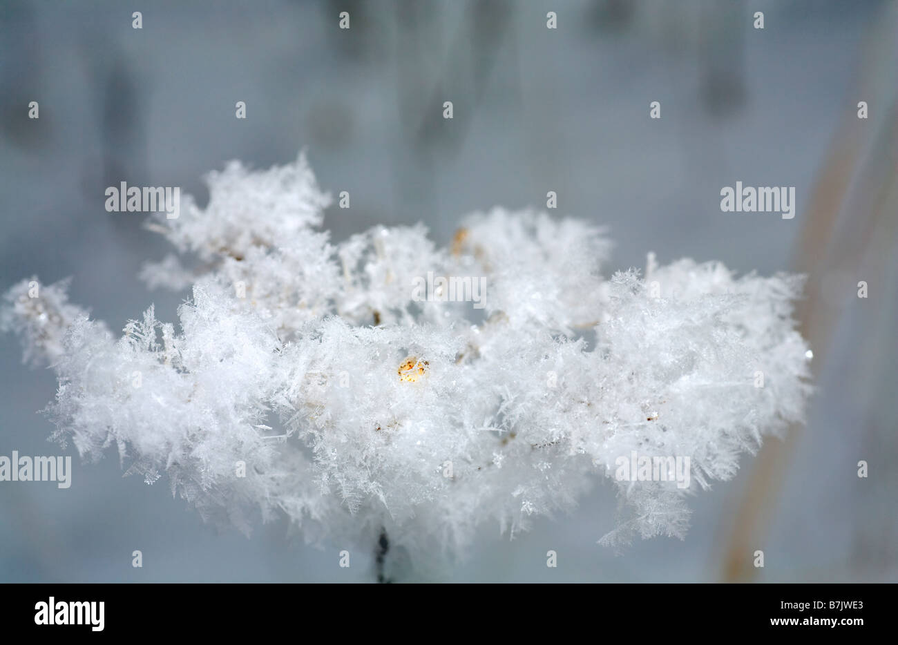 Le givre sur les plantes de l'ombelle (close-up, macro) Banque D'Images