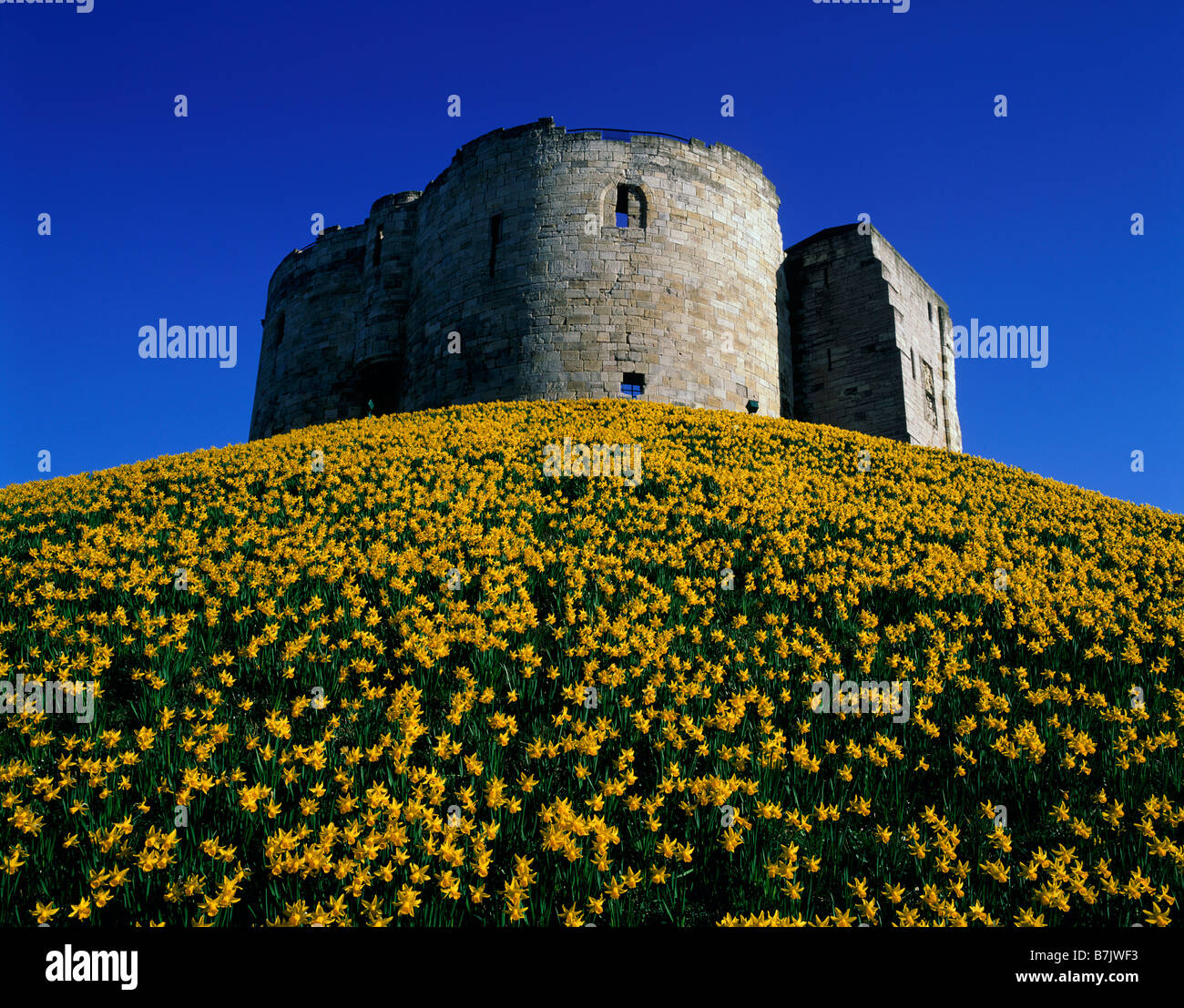 Clifford's Tower tour ronde en pierre garder sur motte hill jonquilles en fleurs vue depuis low angle YORK NORTH YORKSHIRE ANGLETERRE Banque D'Images