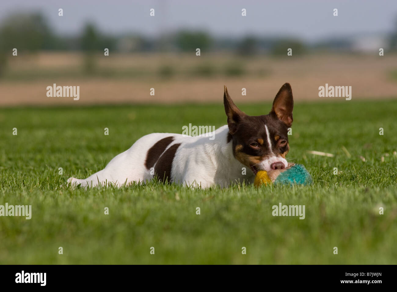 Rocé dog laying in grass chewing a fluffy ball Banque D'Images