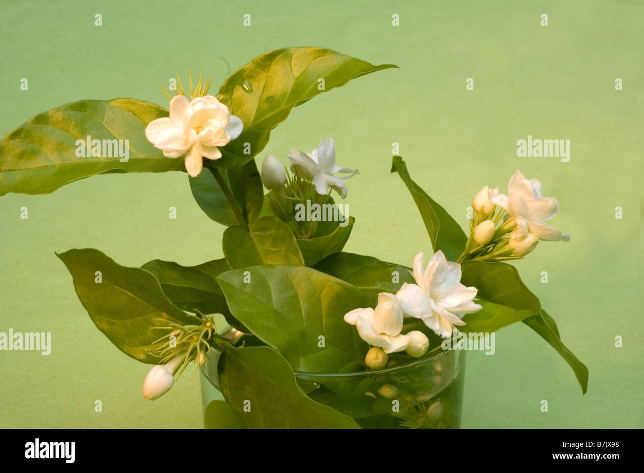 Fleurs de jasmin sur fond vert Banque D'Images