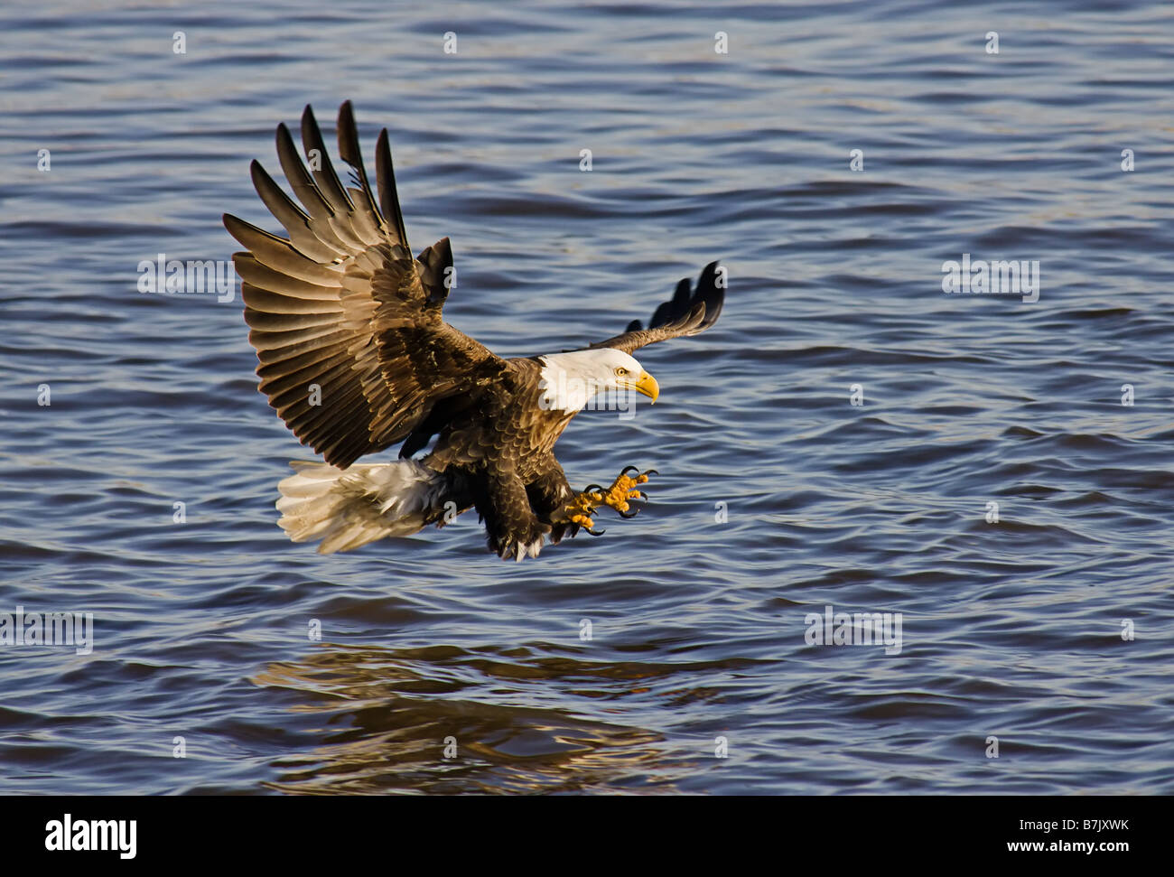 Pygargue à tête blanche La pêche. Banque D'Images