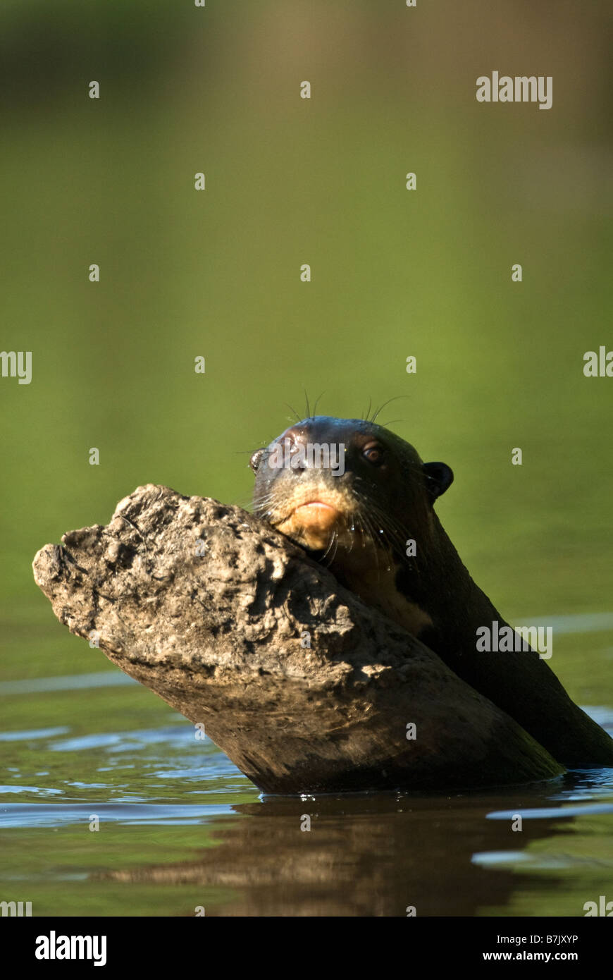 Pteronura brasiliensis Loutre de rivière géantes Banque D'Images