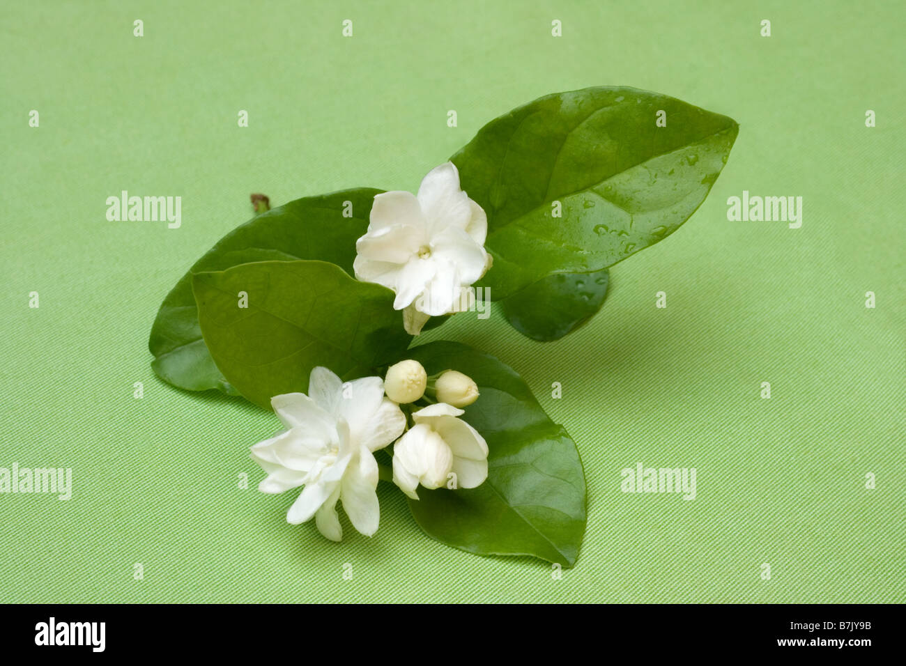 Fleurs de jasmin sur fond vert Banque D'Images