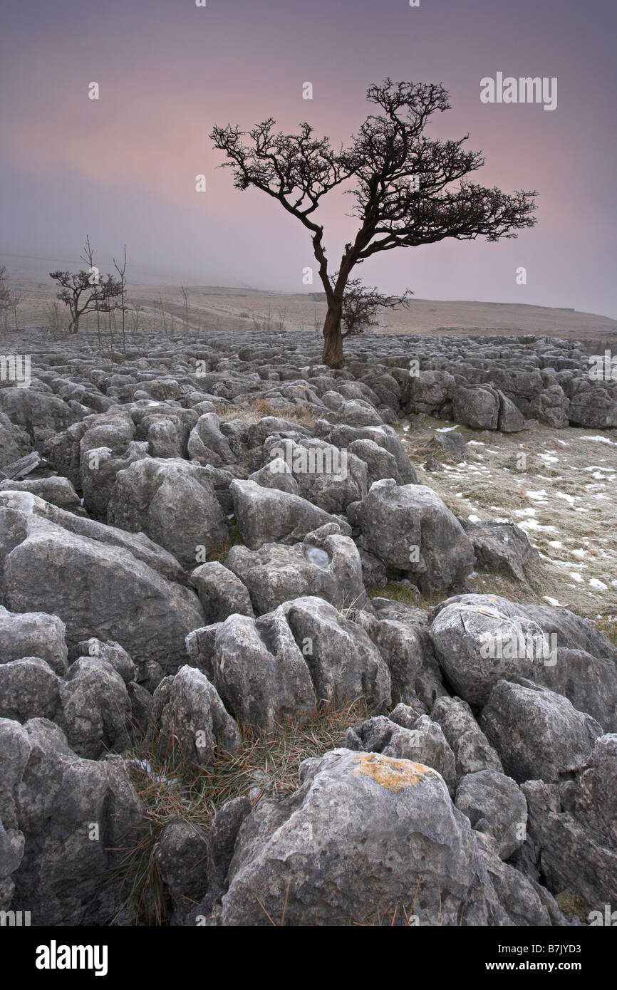 Lone Tree Aubépine et Lapiez sur un hiver glacial au-dessus de l'aube, village Conistone Wharfedale Yorkshire Dales UK Banque D'Images