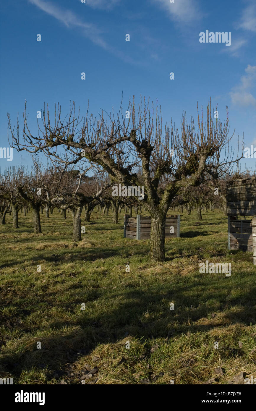 Apple tree field Banque D'Images