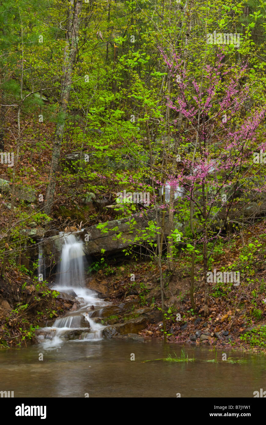 Une cascade cascades en bas d'une colline dans un pool de Vernal le Shenandoah Valley en avril. Un redbud tree fleurit à proximité. Banque D'Images