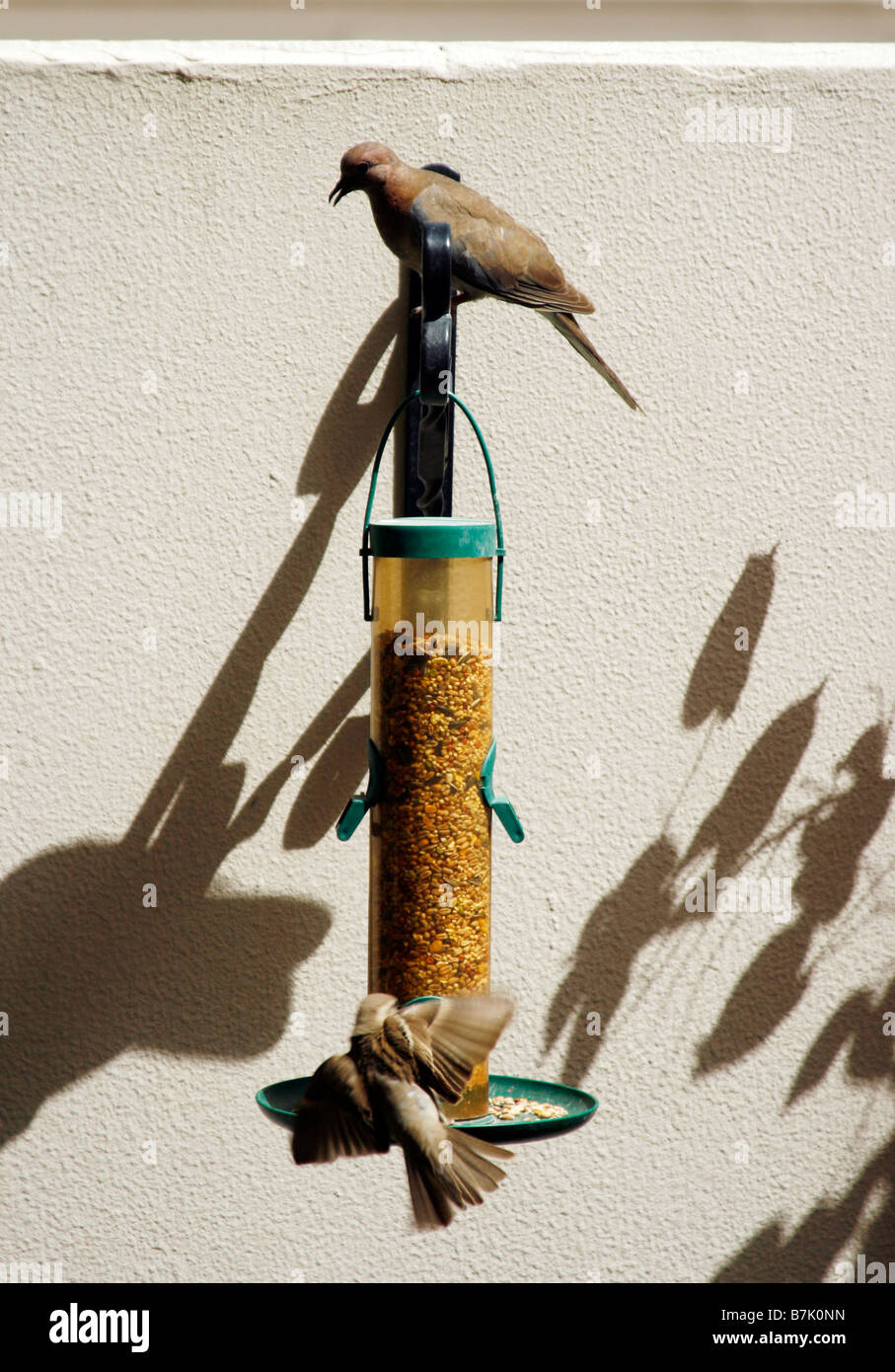 Les oiseaux qui se nourrissent d'une mangeoire pour oiseaux Banque D'Images