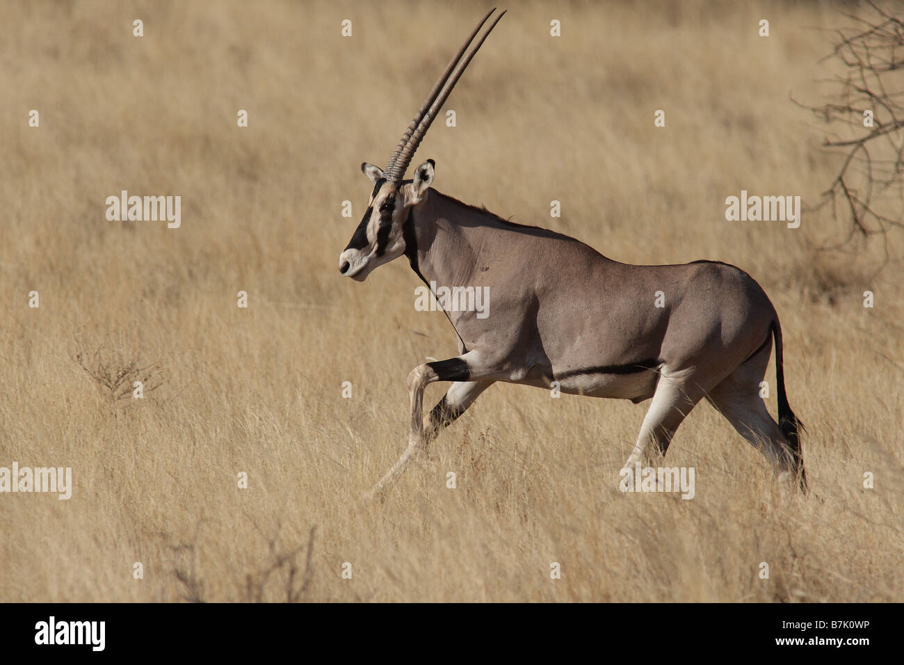 Oryx de beisa exécutant Banque D'Images