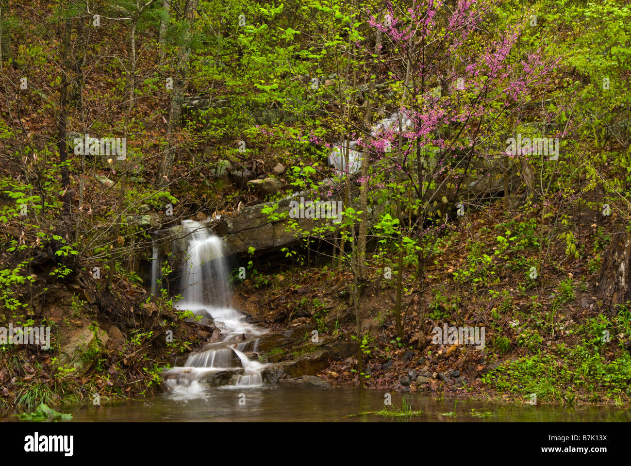Une cascade cascades en bas d'une colline dans un pool de Vernal le Shenandoah Valley en avril. Un redbud tree fleurit à proximité. Banque D'Images