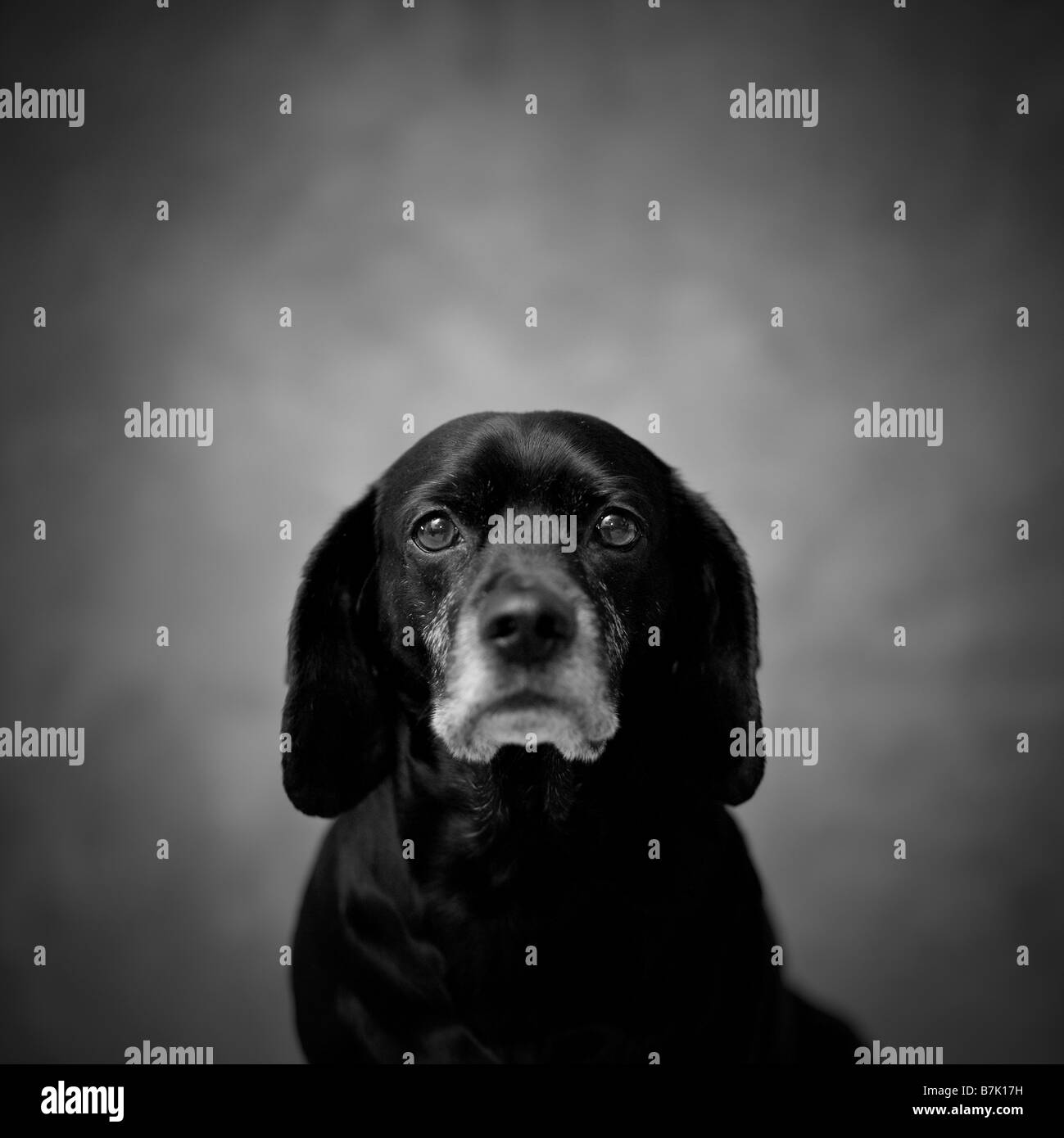 Reese, un vieux chien avec le cancer, siège d'un processus officiel de studio portrait. Banque D'Images