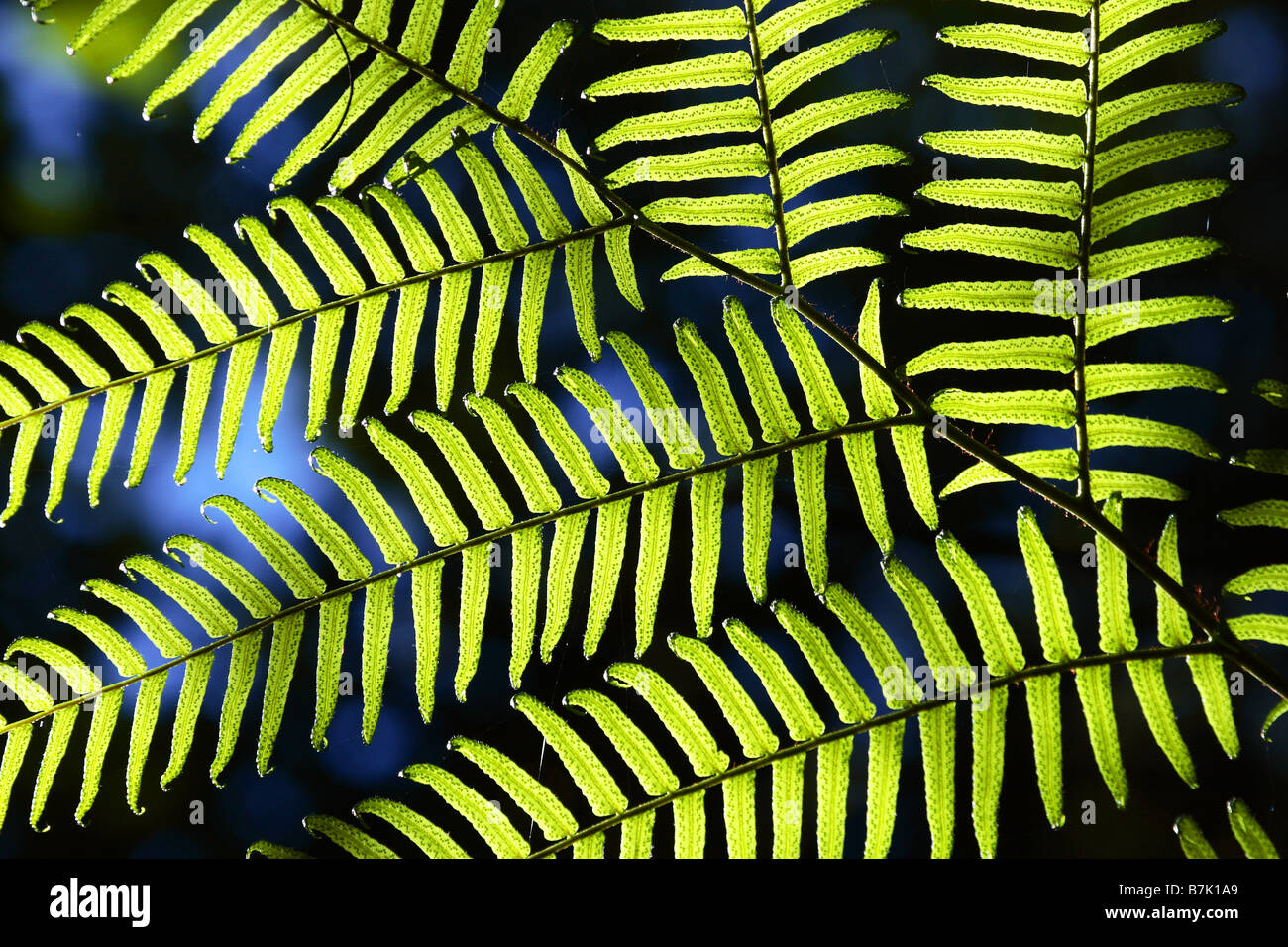 Fougère arborescente Cyatheatae Banque D'Images