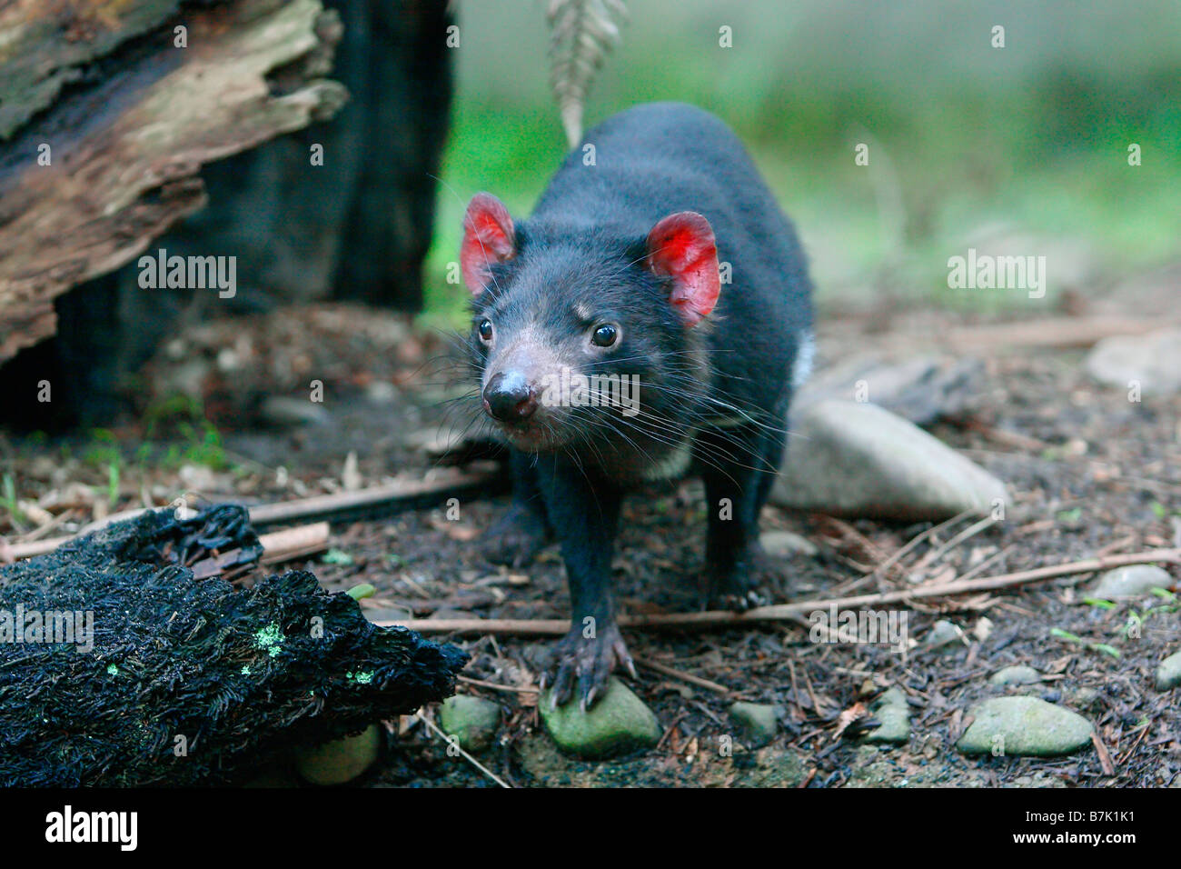 Diable de Tasmanie Sarcophilus harrisii Banque D'Images