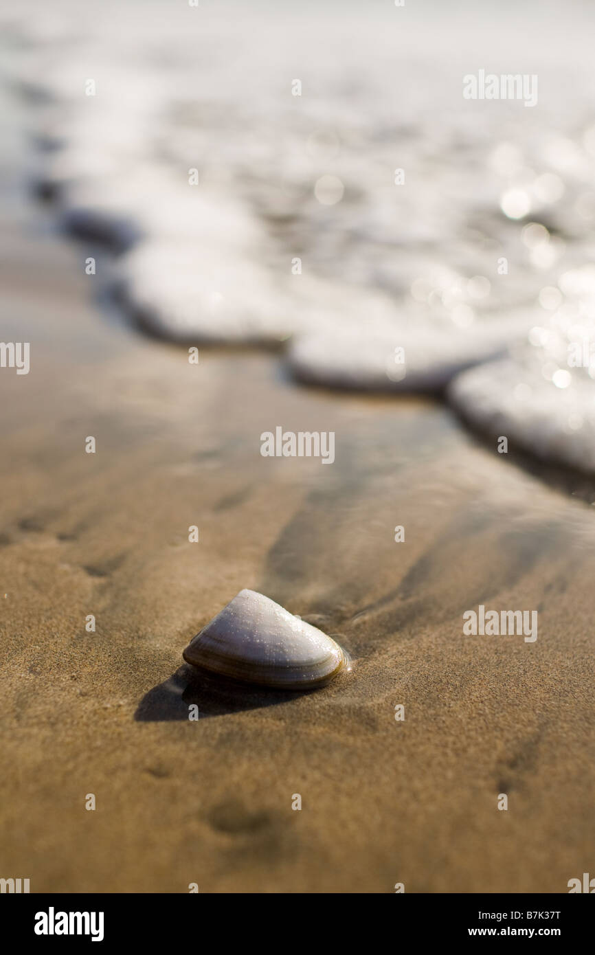 Un poisson sur la rive du Parque Nacional Marino Las Baulas à Playa Grande, le Costa Rica. Banque D'Images