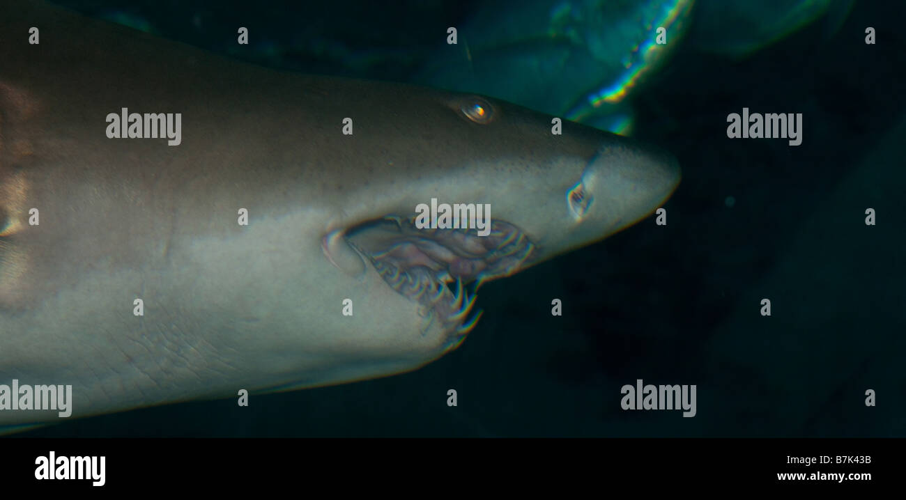 Un grand requin bénéficie d'artillerie dentaires graves Banque D'Images