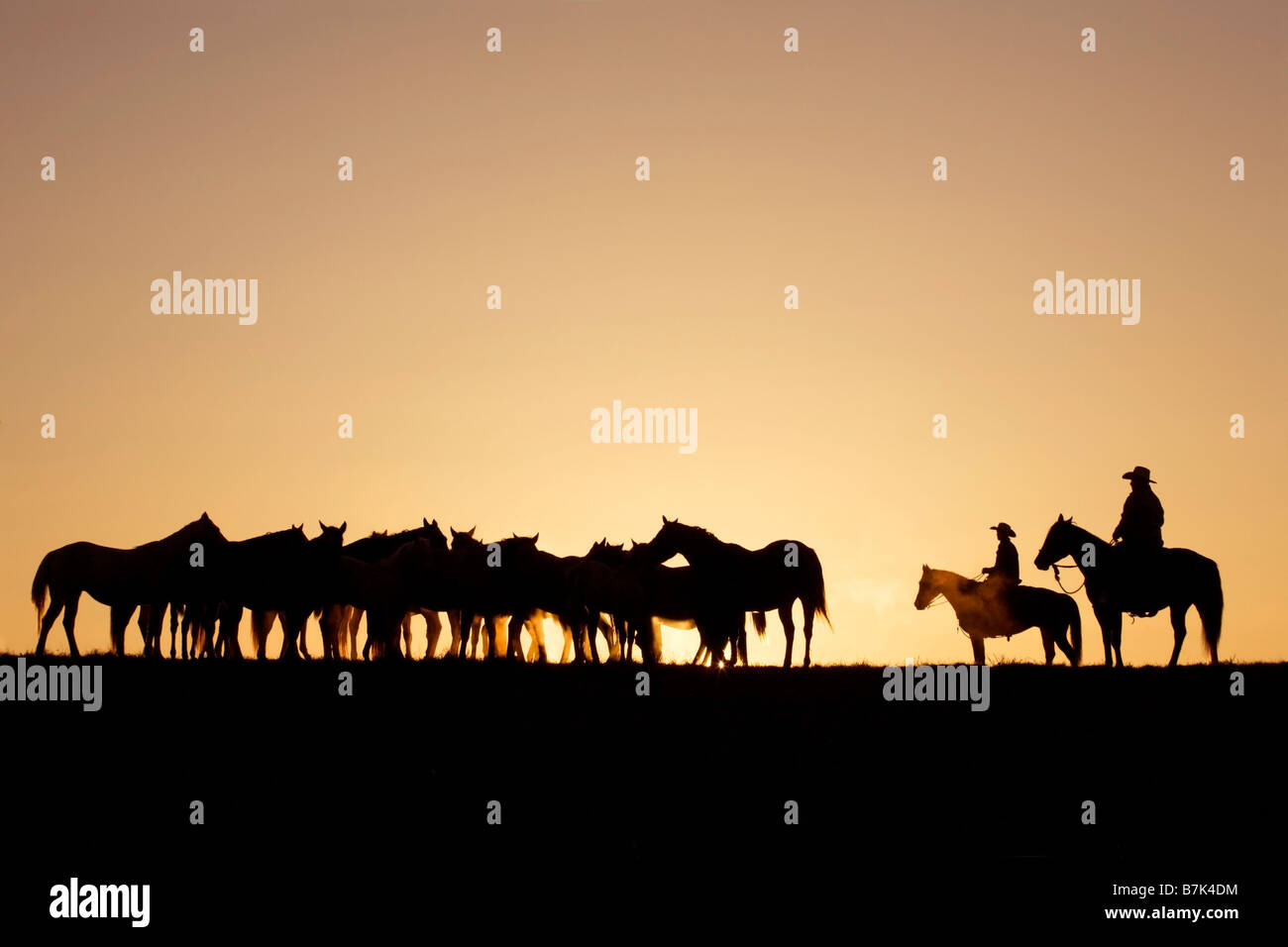 Les cowboys herent des chevaux dans les pâturages au lever du soleil sur un ranch en Amérique rurale Banque D'Images