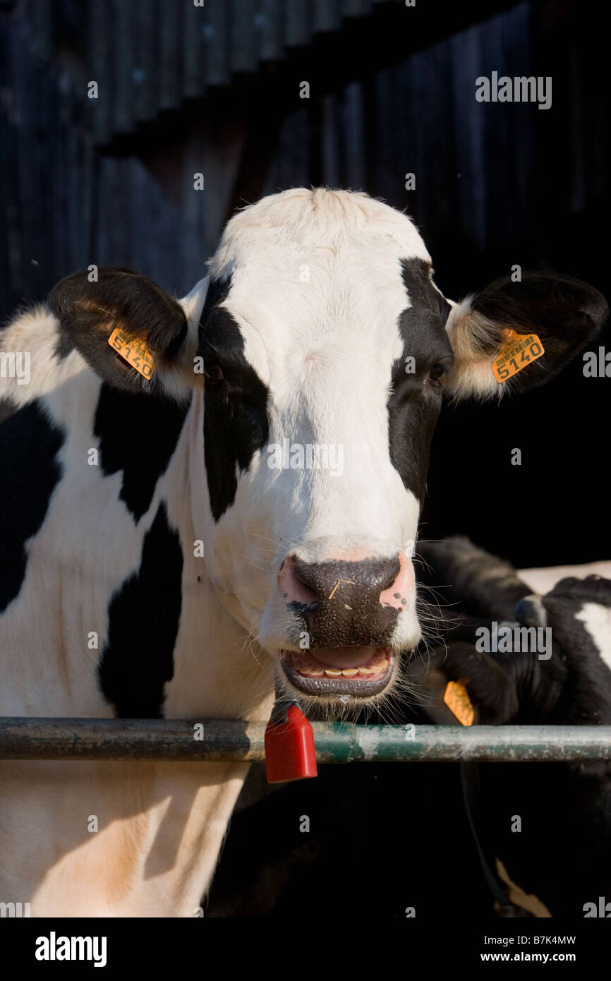 Traire les vaches à la ferme Banque D'Images