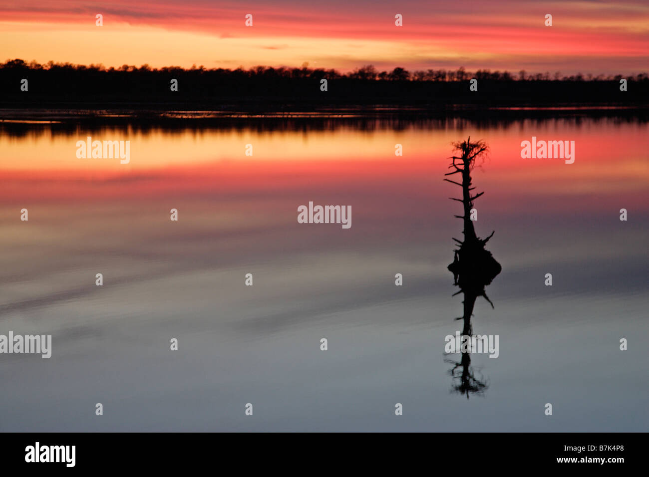 Petit arbre au coucher du soleil avec la réflexion dans le lac Mattamuskeet Banque D'Images