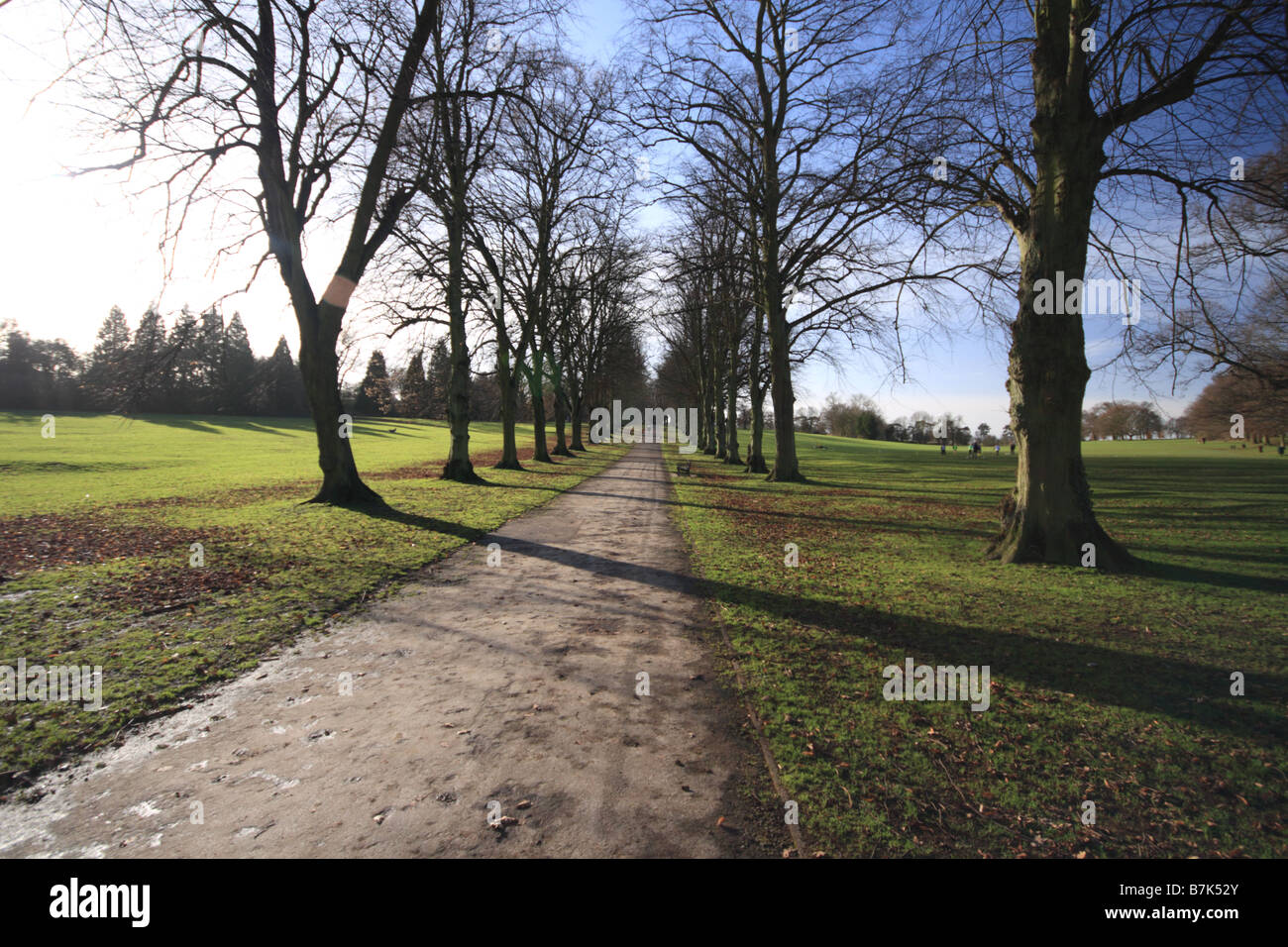 Chemin bordé d'arbres à travers park Banque D'Images