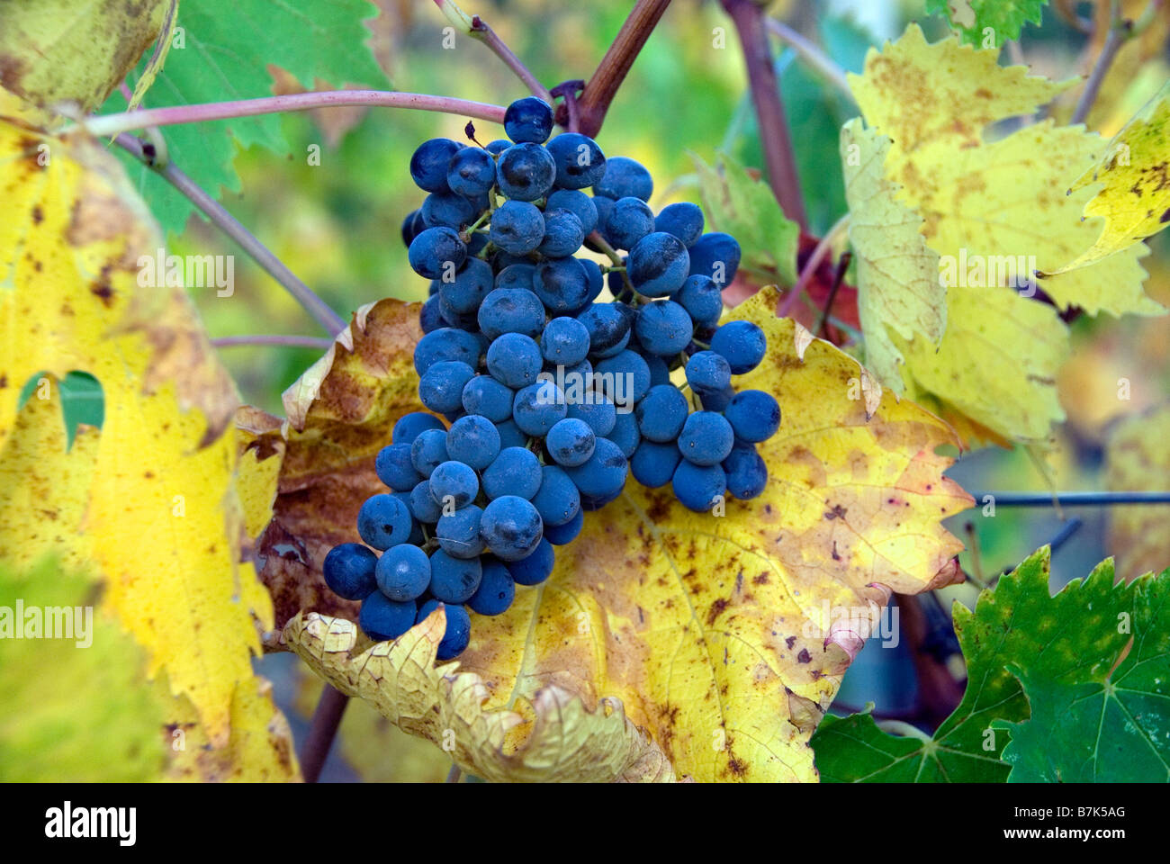 Grappe de raisins prêts à prendre dans le Chianti, en Toscane Banque D'Images