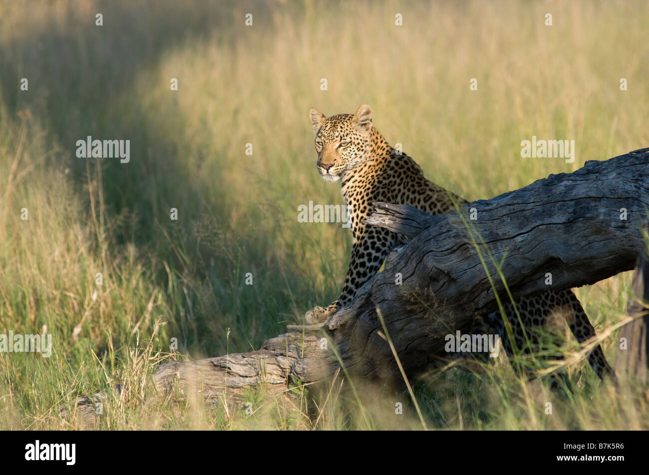 Leopard par arbre tombé Banque D'Images