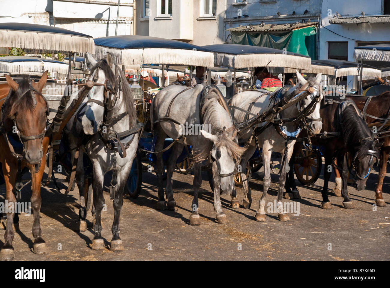 Chevaux alignés avec chariots en attente pour les clients Banque D'Images
