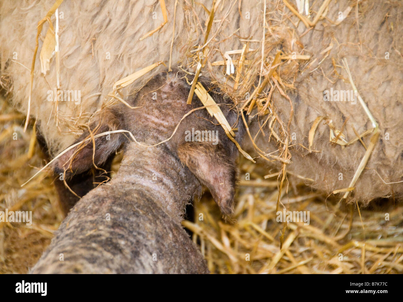 L'alimentation de brebis que le nouveau-né, Surrey, UK Banque D'Images