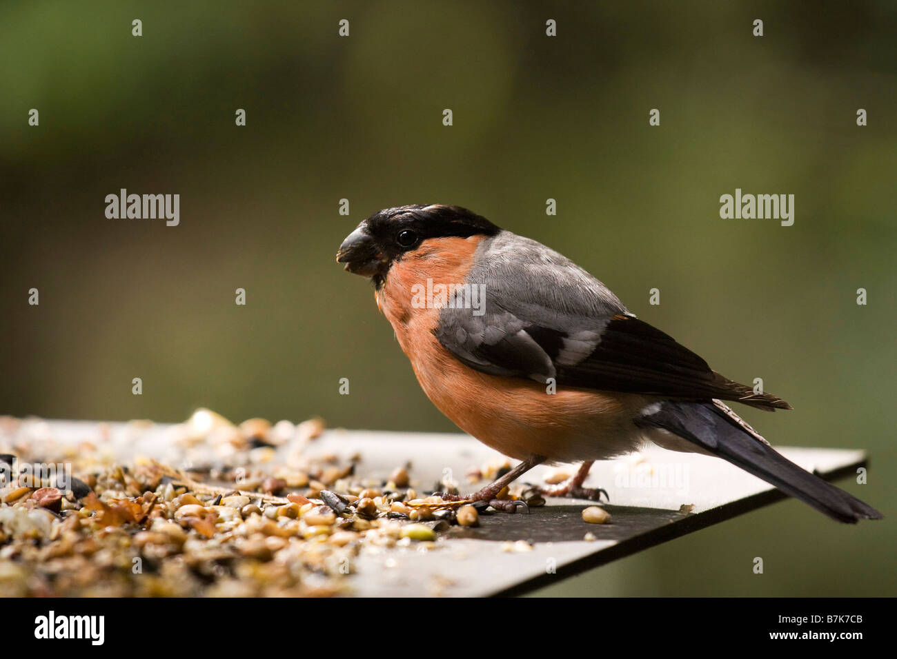 Bull Finch sur la plate-forme d'alimentation des oiseaux sauvages Banque D'Images