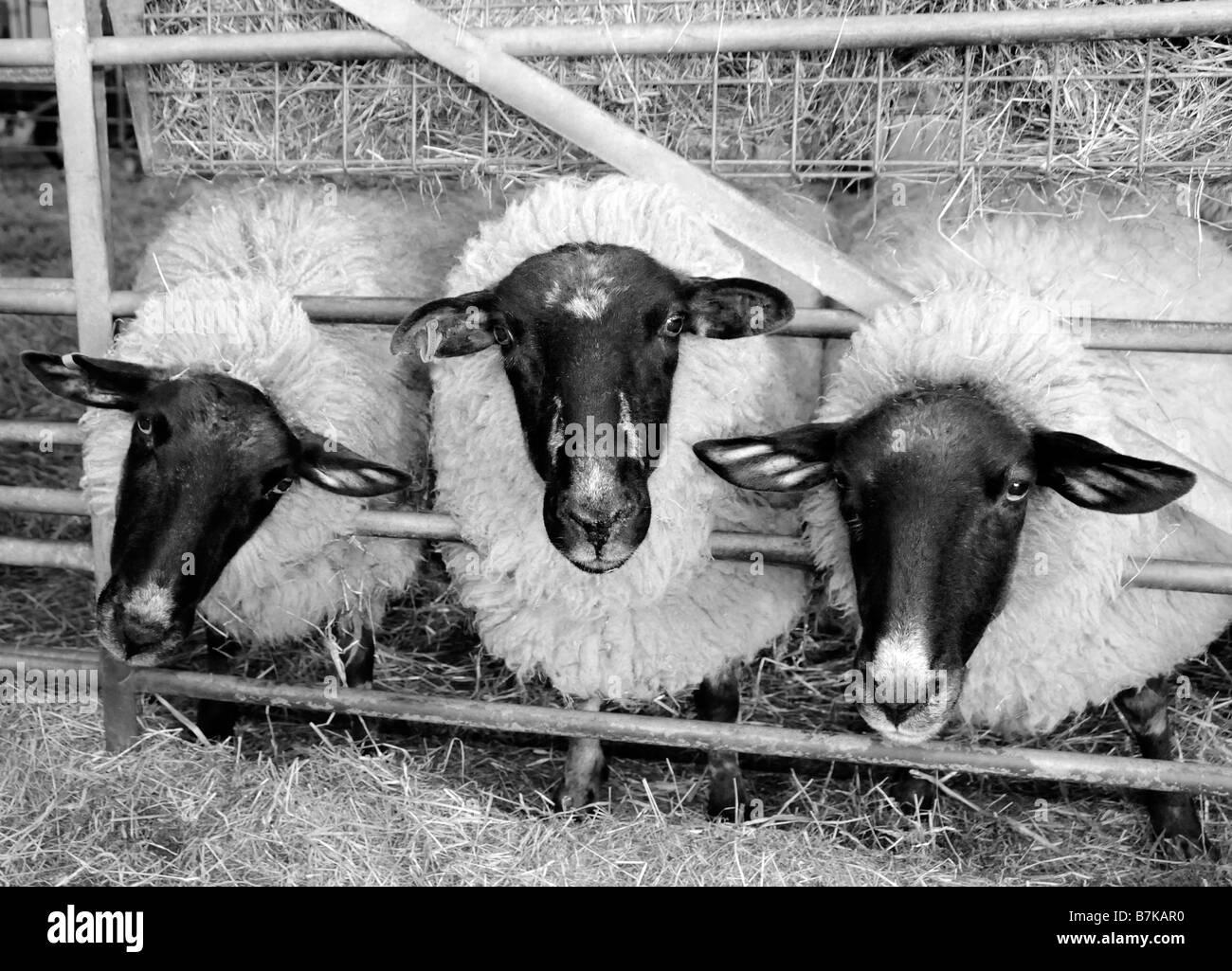 Moutons sur la ferme, Surrey, UK Banque D'Images