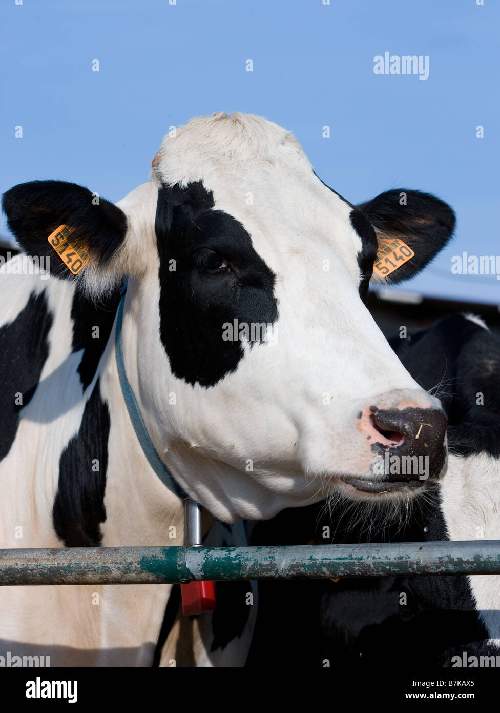Traire les vaches à la ferme Banque D'Images