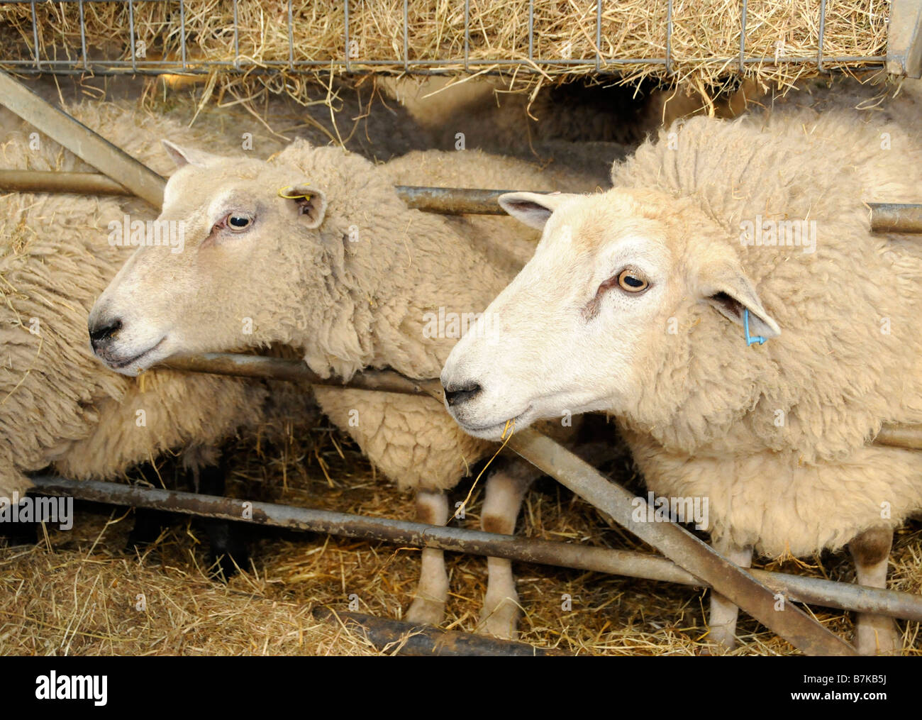 Moutons sur la ferme, Surrey, UK Banque D'Images