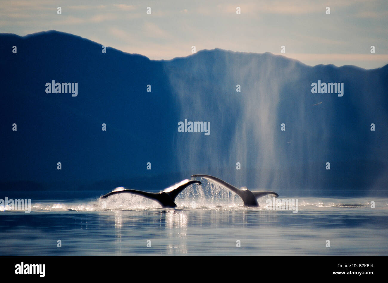 Paire de baleines à bosse se déclenchent, Icy Strait, sud-est de l'Alaska Banque D'Images