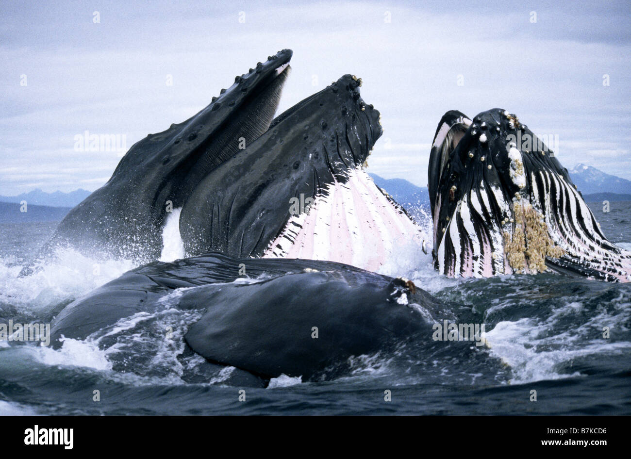 Les baleines à bosse sur une jambe l'alimentation, Frederick Sound, le sud-est de l'Alaska Banque D'Images