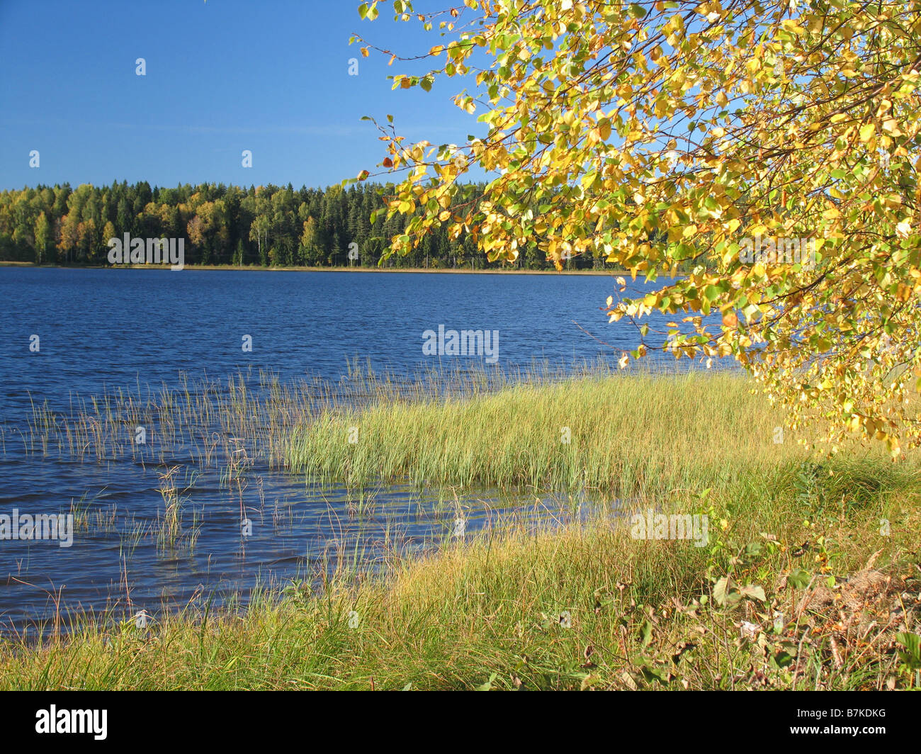 Ähijärv Lake, comté de Võru, Estonie, Europe Banque D'Images