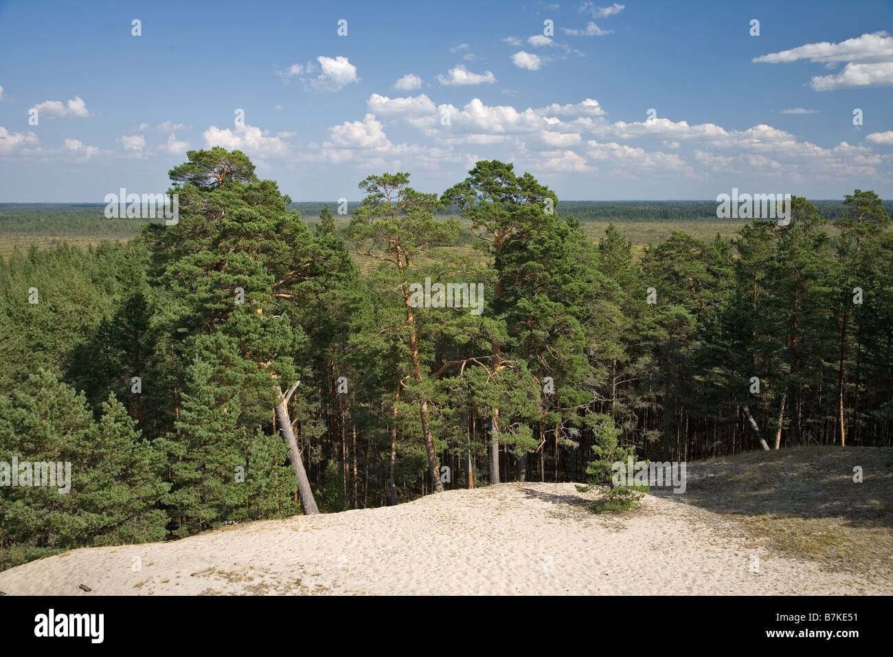 Vue depuis la tour, Pärnu-Ikla Rannametsa Tornimäe Recreation Area, comté de Pärnu, Estonie, Europe Banque D'Images