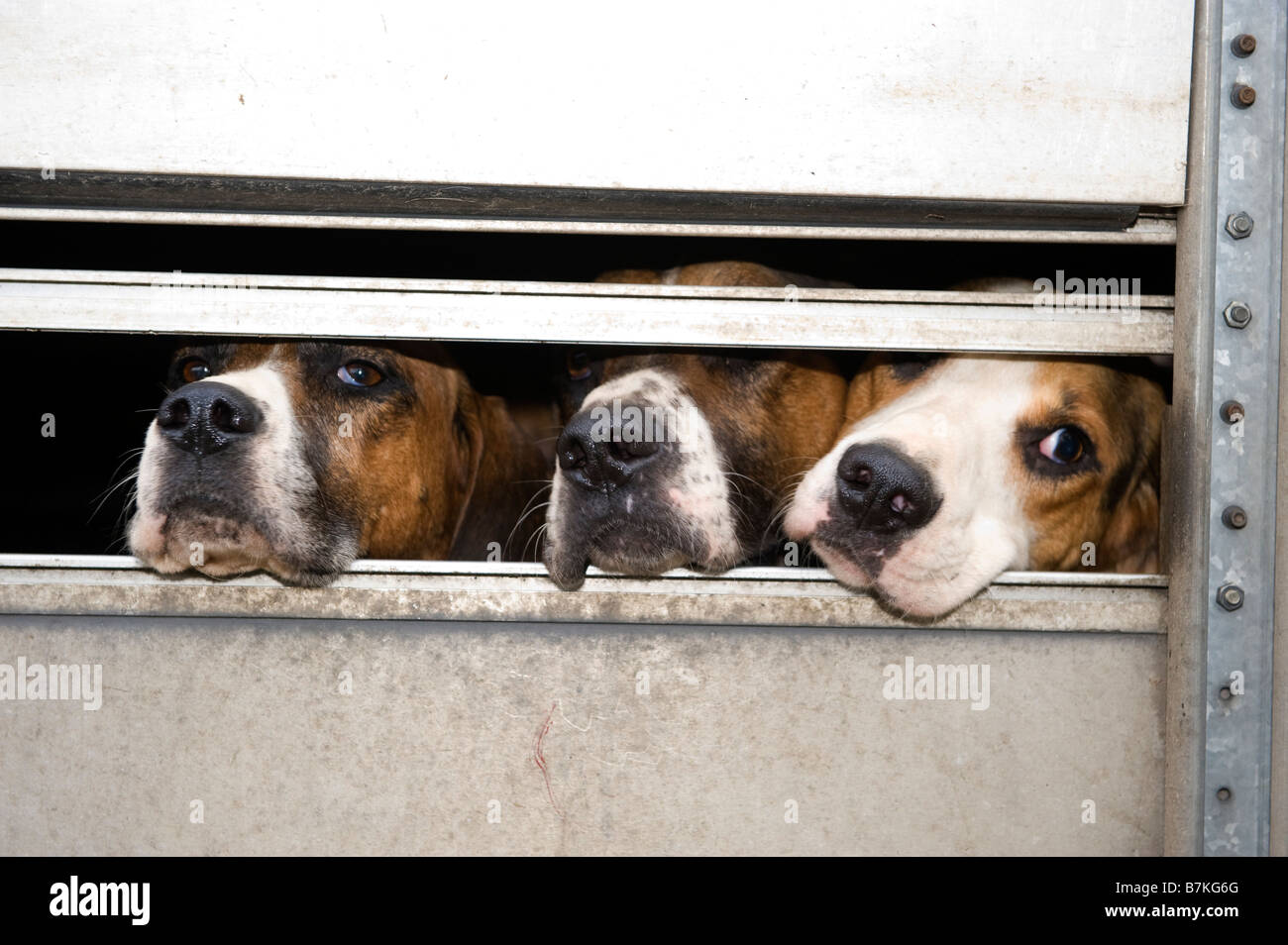 Fox hounds dans la remorque avant d'être relâché pour chasser Cumbria Banque D'Images