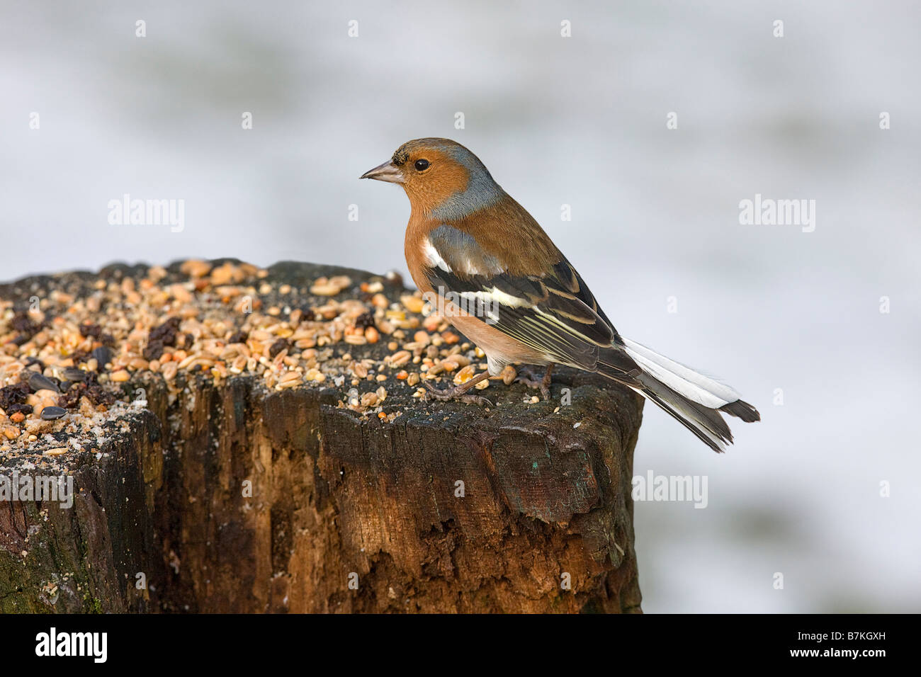 Le Pinson, Fringilla coelebs. Banque D'Images