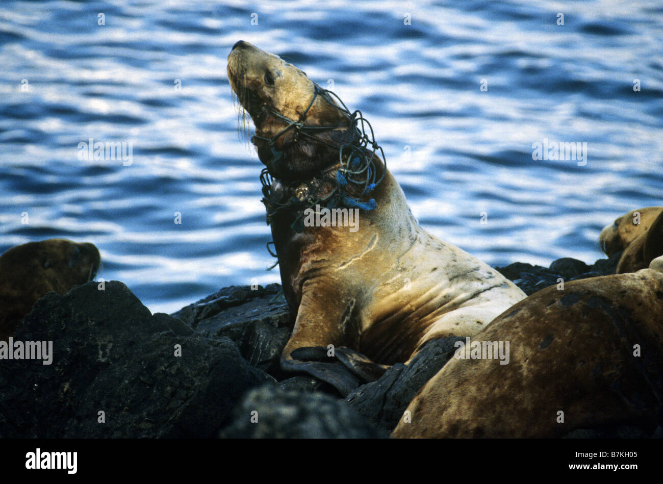 Les lions de mer de Steller prennent dans les filets de pêche, Yasha Island, sud-est de l'Alaska Banque D'Images