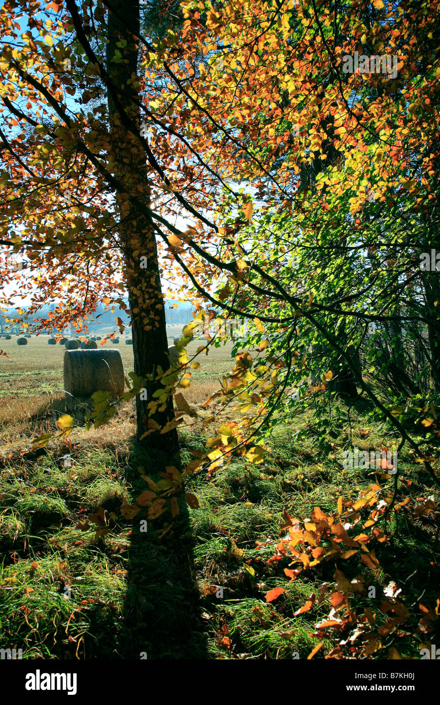 Portrait photo d'arbres, de feuilles et de Paille pris dans le Banffshire, en Écosse Banque D'Images