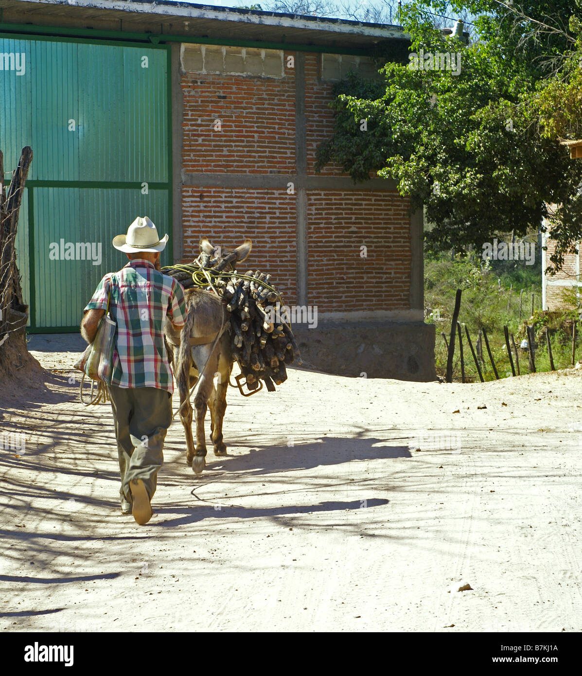 Bête de somme Banque D'Images