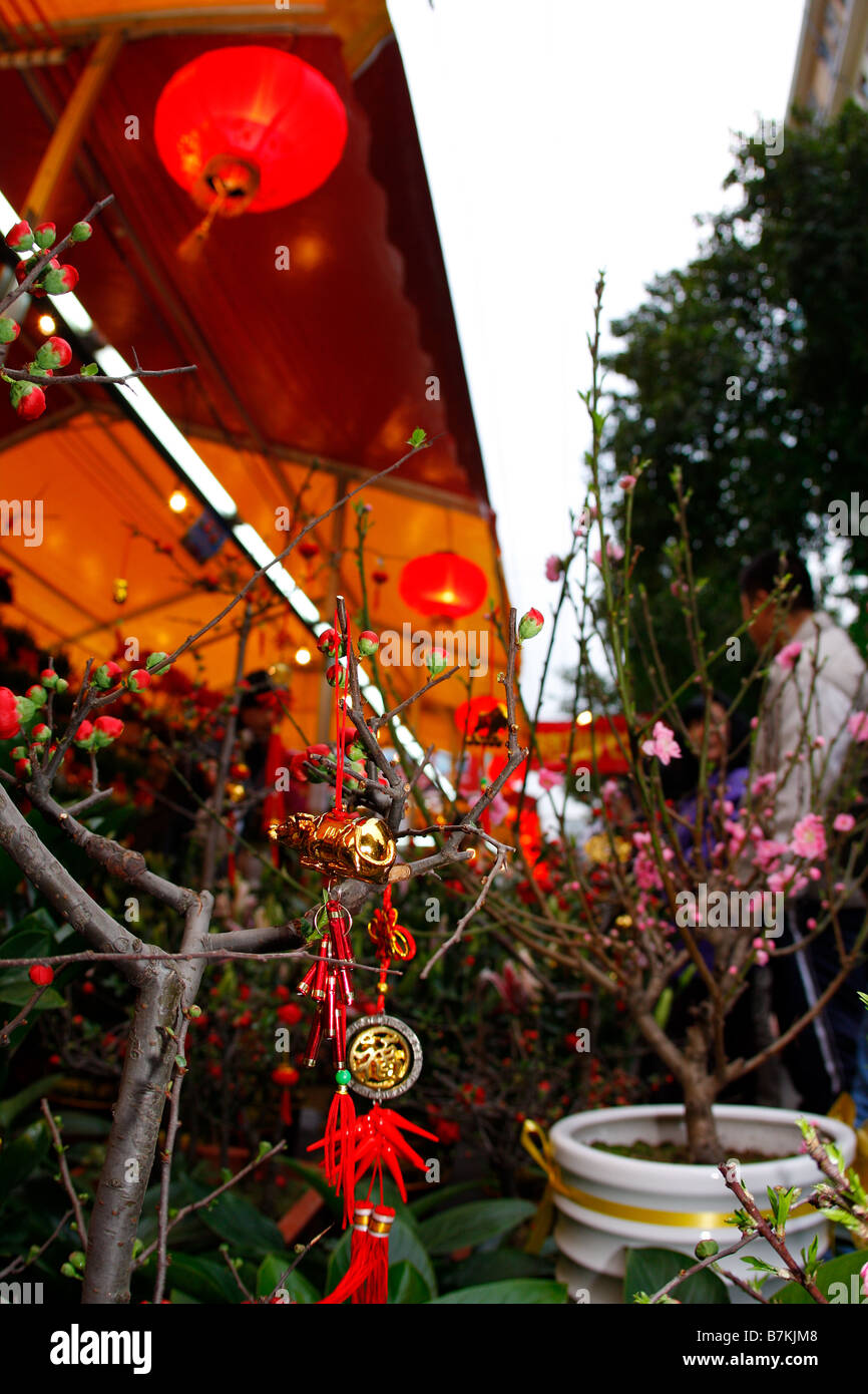 Fruit d'or sur dicplay à Guangzhou Marché aux fleurs pour le Nouvel An chinois Banque D'Images