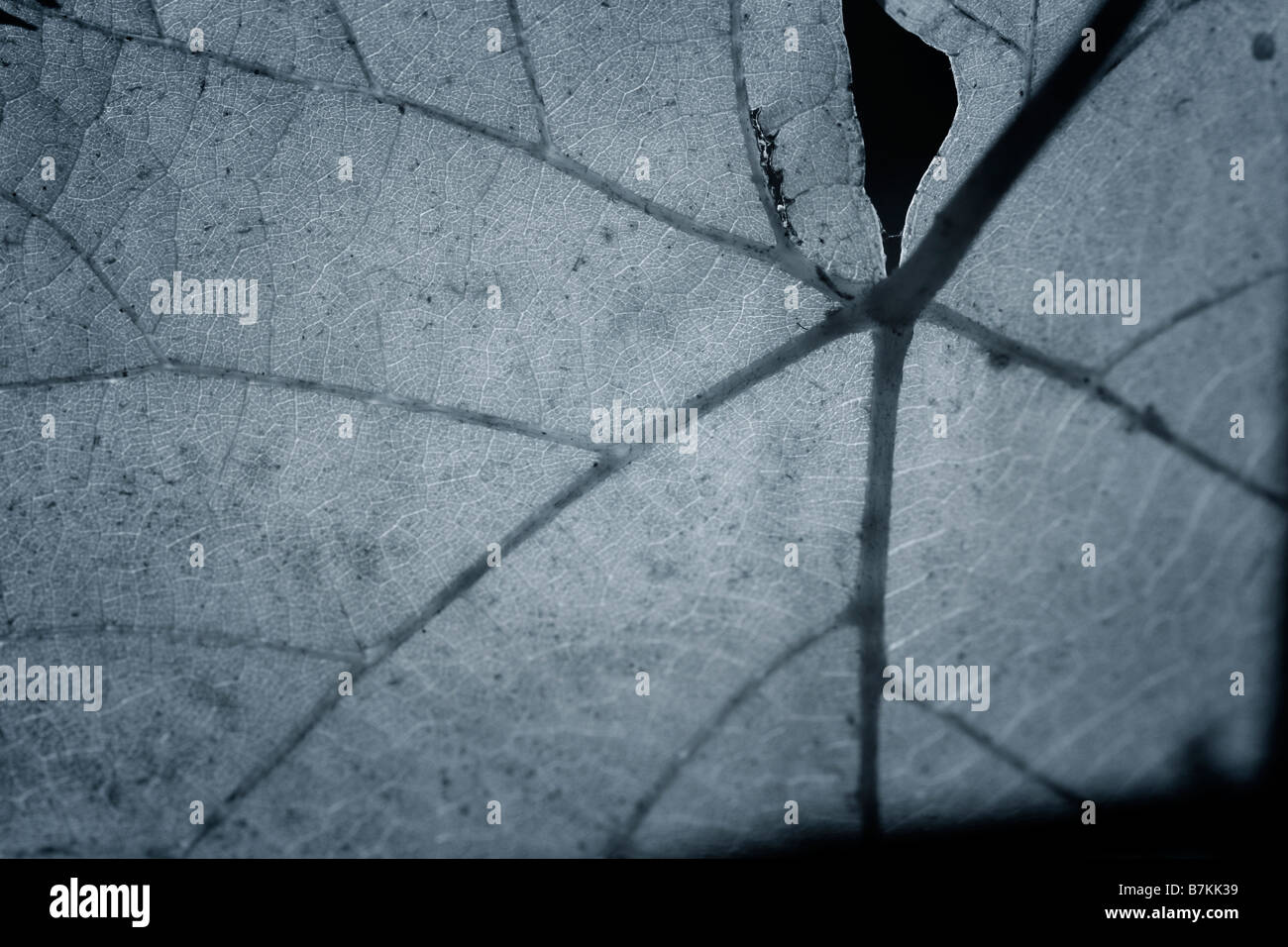 Photo en gros plan d'une feuille en automne Banque D'Images