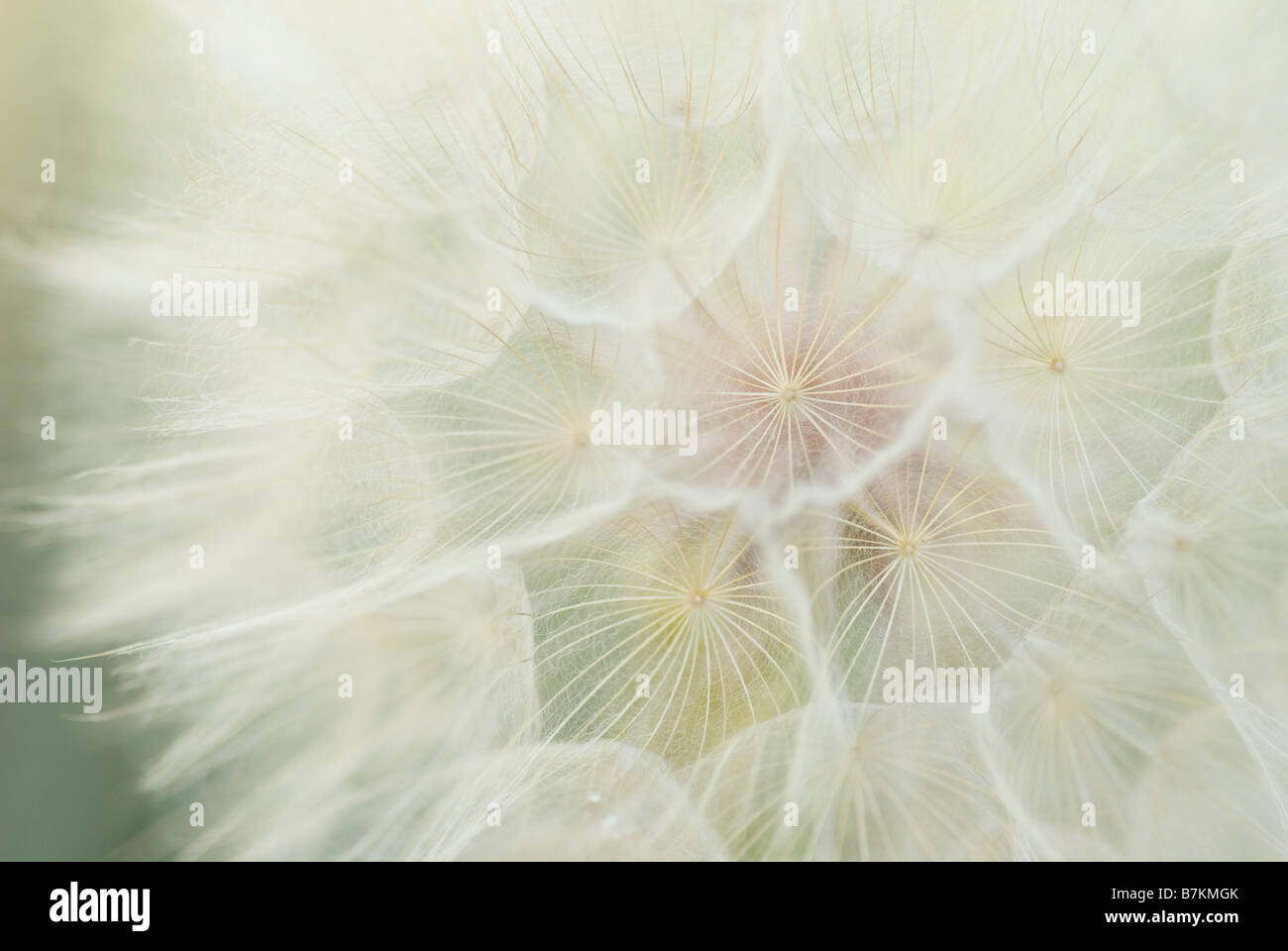 Close up of a dandelion Banque D'Images