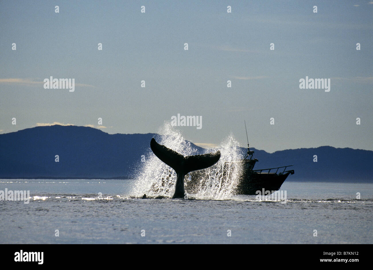 Baleine à bosse lobtailing, Icy Straits, sud-est de l'Alaska Banque D'Images