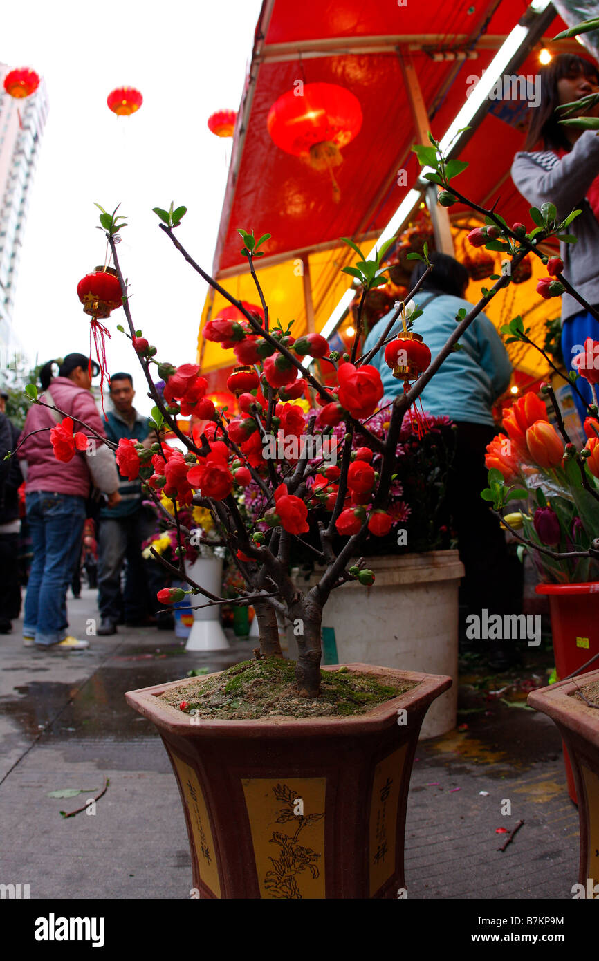 L'usine chinoise de la chance de vendre en face de caler au marché aux fleurs pendant le Nouvel An chinois Banque D'Images